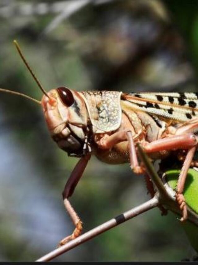 Desert locust