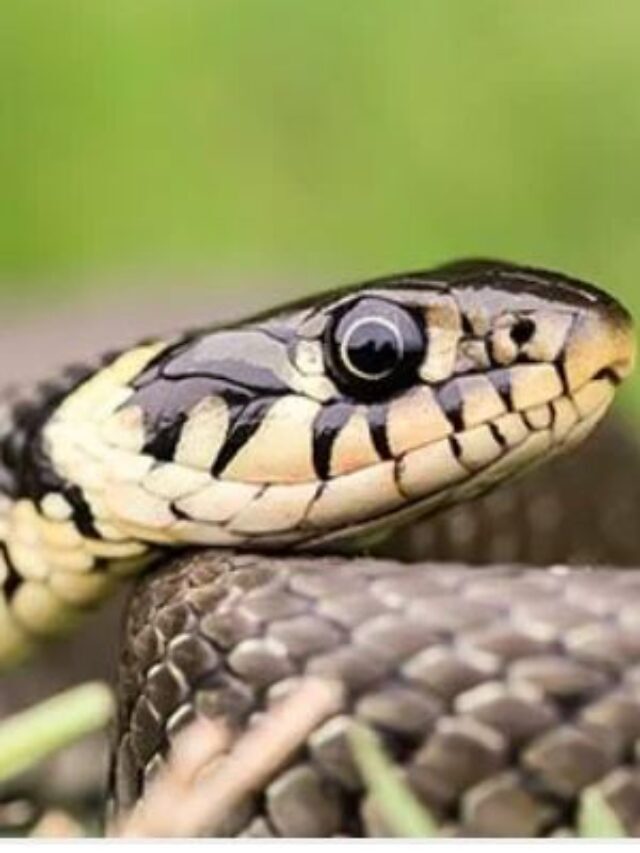 This Simple Blood Test  can identify Snakebite Was Dry Or Venomous